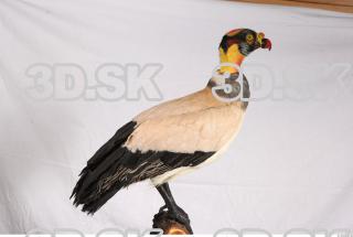 Exotic bird 0029